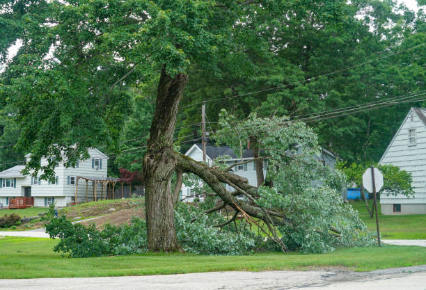 How Our Tree Care Process Works  in  Patrick Af, FL